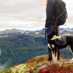 Best dog friendly hiking trails